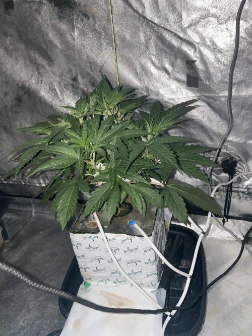 Super Boof. Week 3