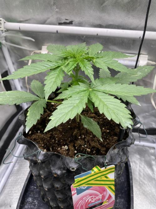 Runtz f1 in a cube. Week 3 - End week 3
