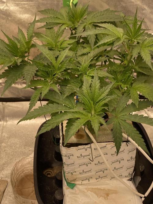 Super Boof by someone other. Week 4