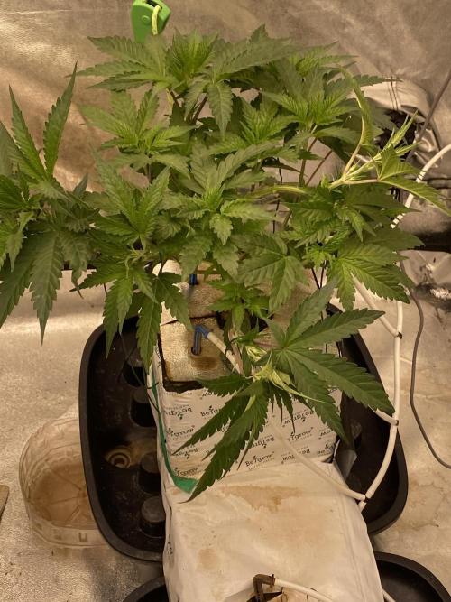 Super Boof by someone other. Week 4