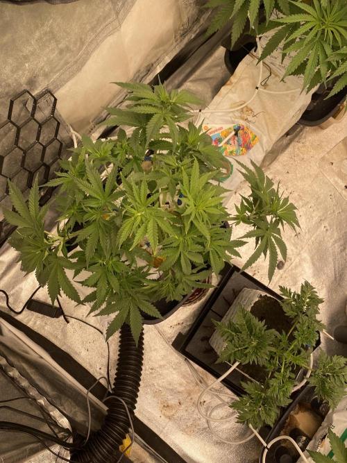 La Kush Cake. Week 4 - S1