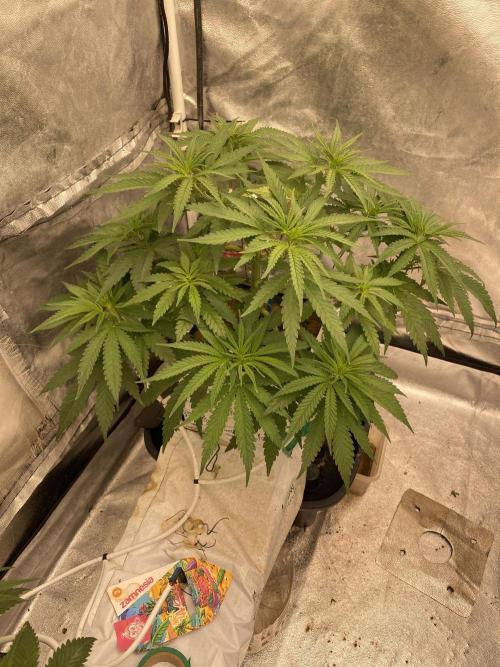 La Kush Cake. Week 4 - S2