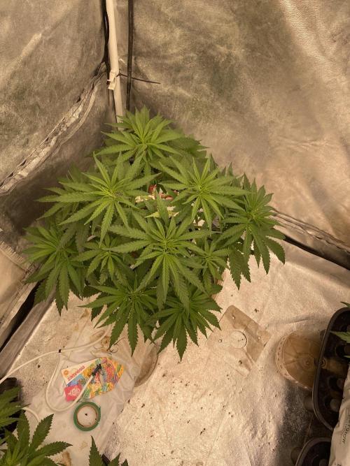 La Kush Cake. Week 4 - S2