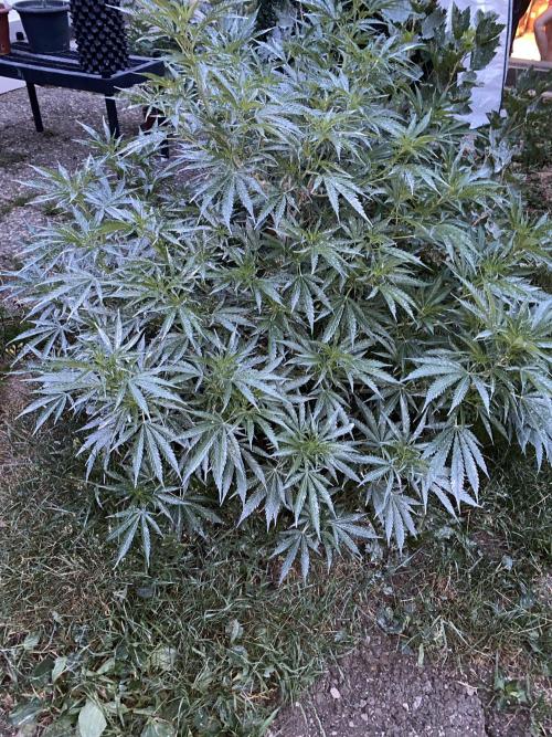 Chimera cut. Week 10