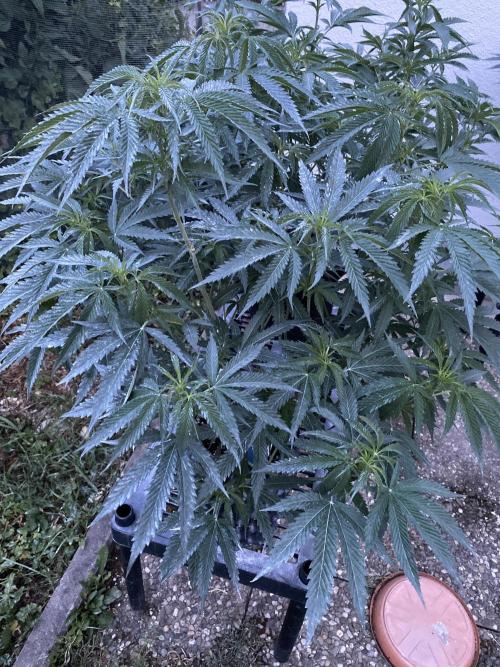 Vanilla?. Week 11