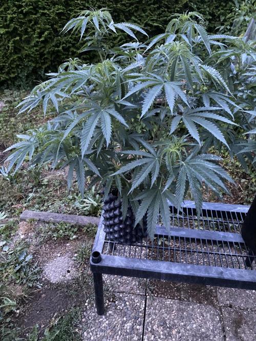 Vanilla Velvet. Week 11