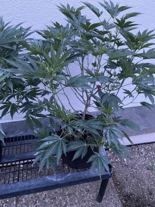 Bananaconda. Week 14