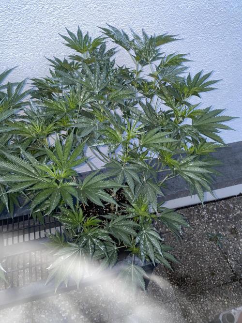 Bananaconda. Week 14