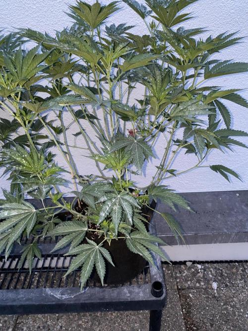Bananaconda. Week 14