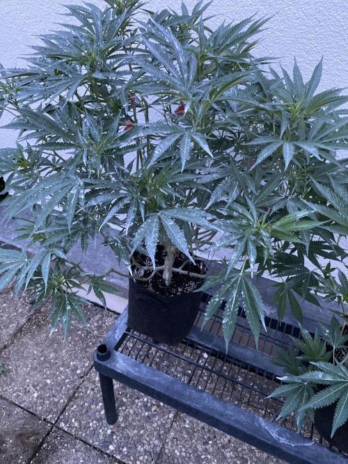 Perma Outdoor. Week 12