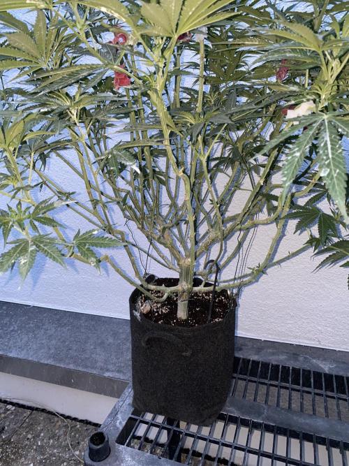 Perma Outdoor. Week 12