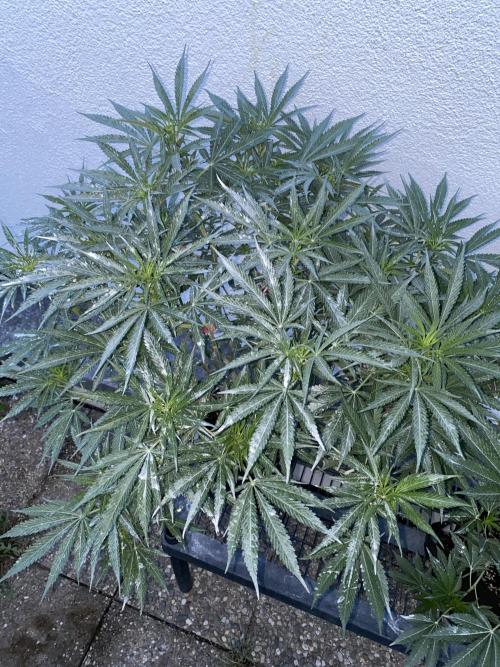 Perma Outdoor. Week 12