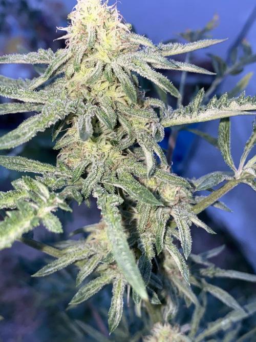 Frostys Freak goes Purple in the Contest. Week 9