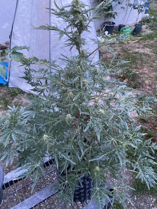 Frostys Freak goes Purple in the Contest. Week 9