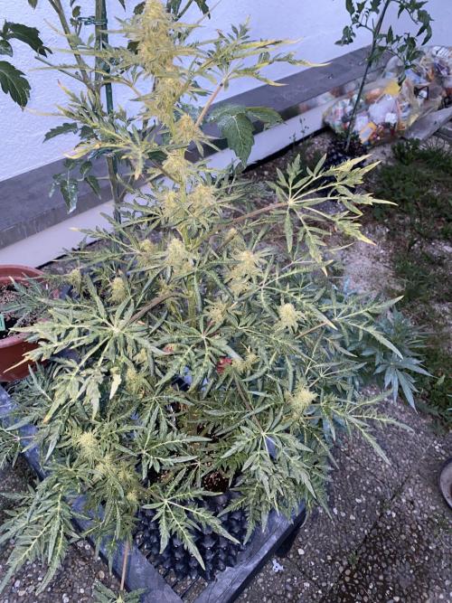 Frostys Freak goes Purple in the Contest. Week 9