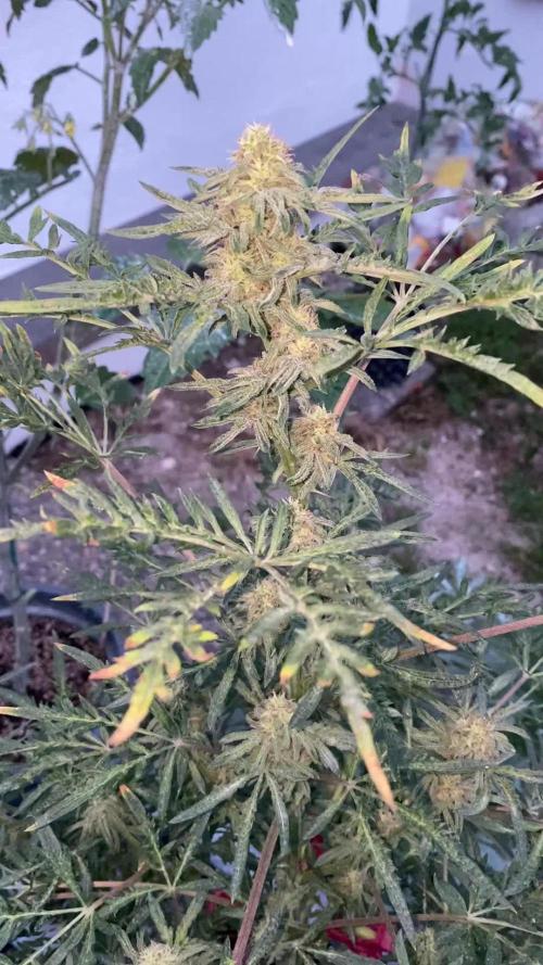 Frostys Freak goes Purple in the Contest