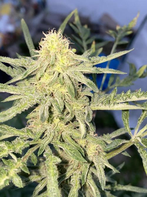 Frostys Freak goes Purple in the Contest. Week 9
