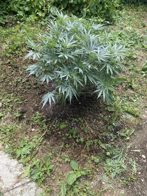 Perma Outdoor. Week 13