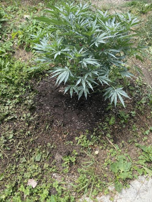Perma Outdoor. Week 13
