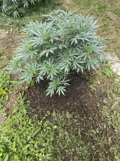 Perma Outdoor. Week 13