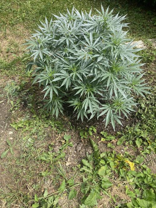 Perma Outdoor. Week 13