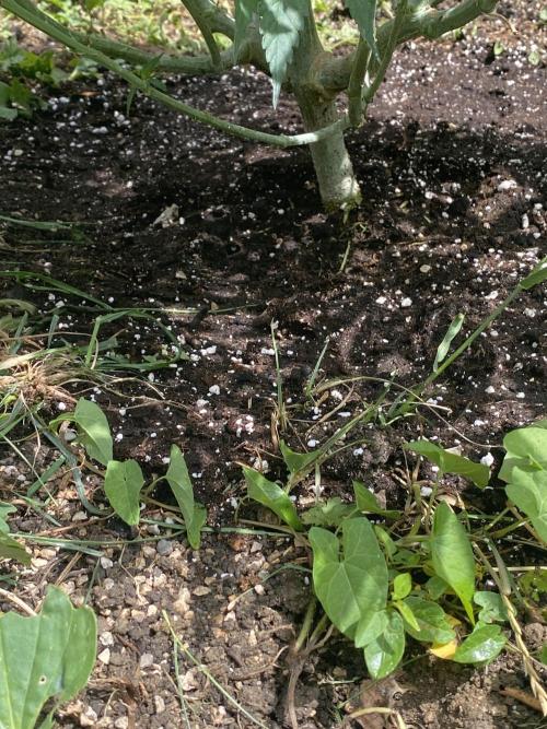 Perma Outdoor. Week 13