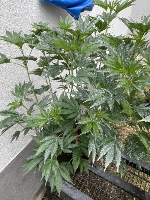 Bananaconda. Week 15
