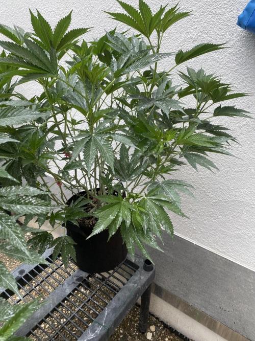 Bananaconda. Week 15