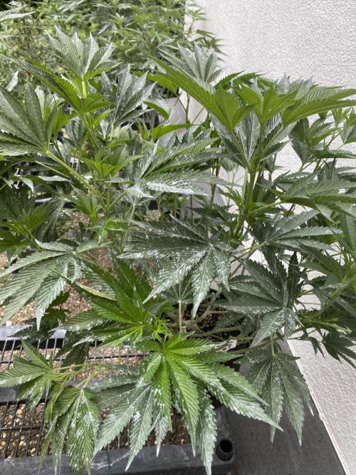 Bananaconda. Week 15