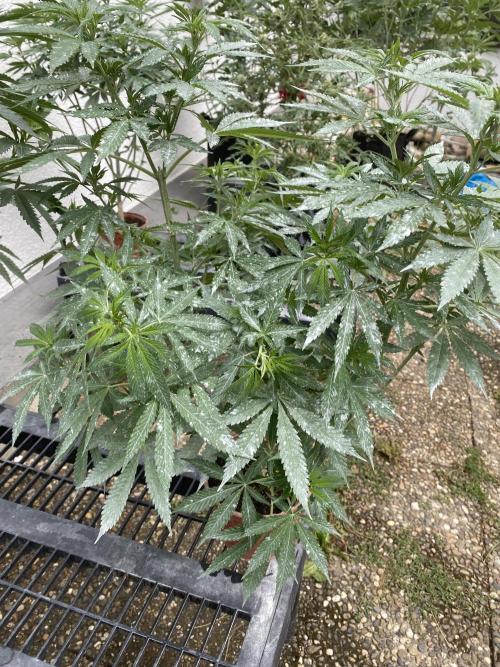 Test grow. Week 11