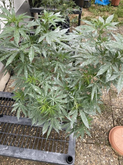 Test grow. Week 11