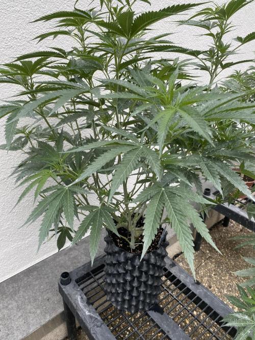 Vanilla?. Week 12