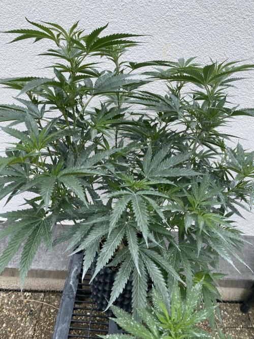 Vanilla Velvet. Week 12