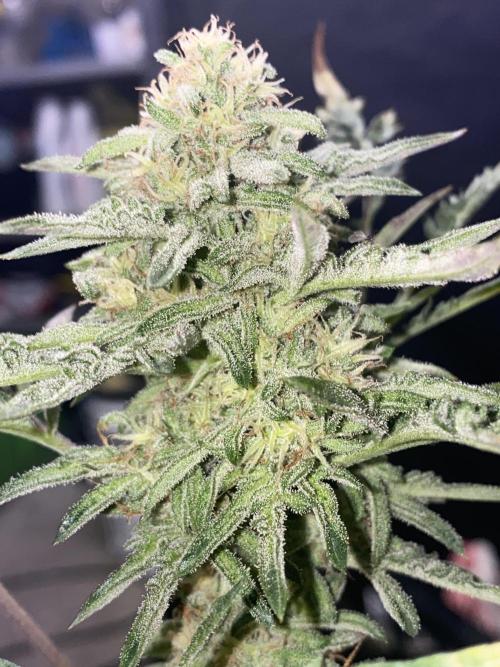 Frostys Freak goes Purple in the Contest. Week 10