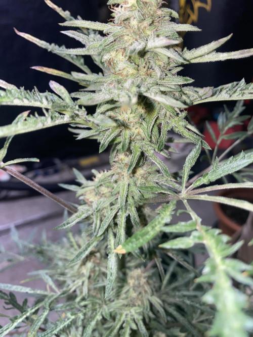 Frostys Freak goes Purple in the Contest. Week 10