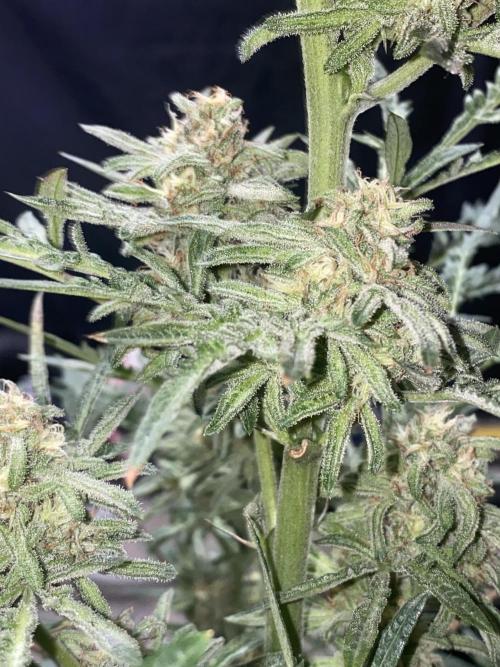 Frostys Freak goes Purple in the Contest. Week 10