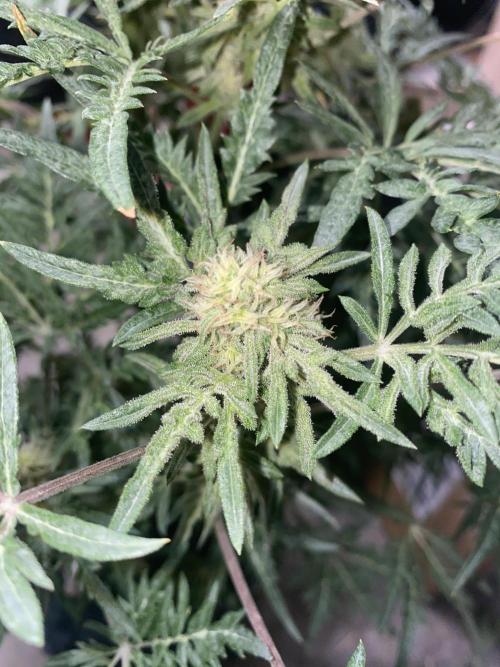 Frostys Freak goes Purple in the Contest. Week 10
