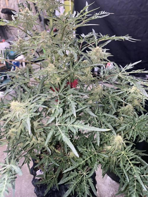 Frostys Freak goes Purple in the Contest. Week 10