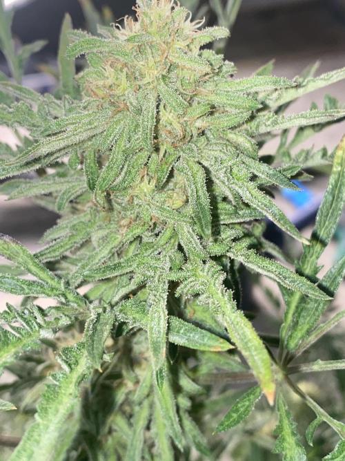 Frostys Freak goes Purple in the Contest. Week 11