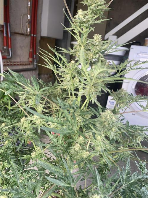 Frostys Freak goes Purple in the Contest. Week 11