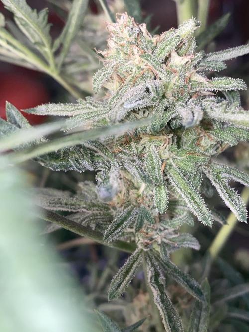 Frostys Freak goes Purple in the Contest. Week 11
