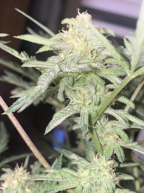 Frostys Freak goes Purple in the Contest. Week 11