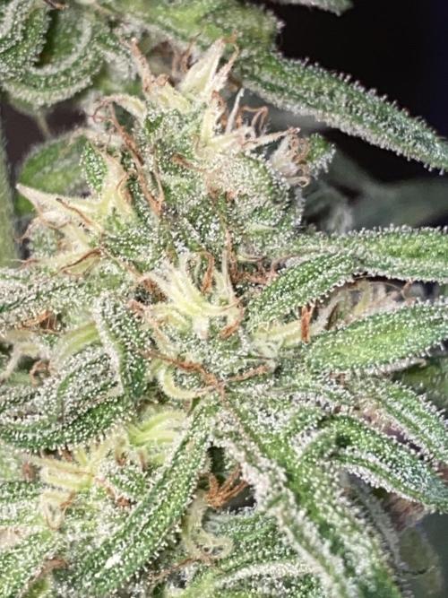 Frostys Freak goes Purple in the Contest. Week 11