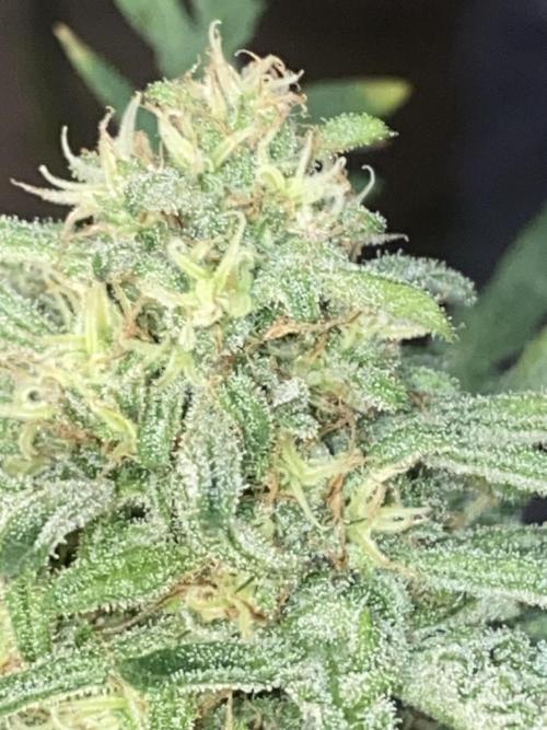 Frostys Freak goes Purple in the Contest. Week 11