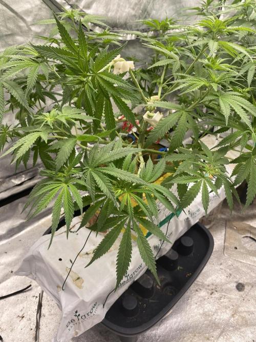 La Kush Cake. Week 5