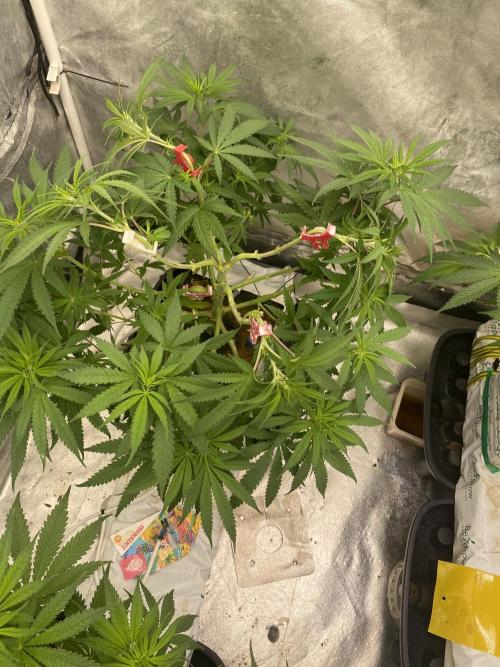 La Kush Cake. Week 5