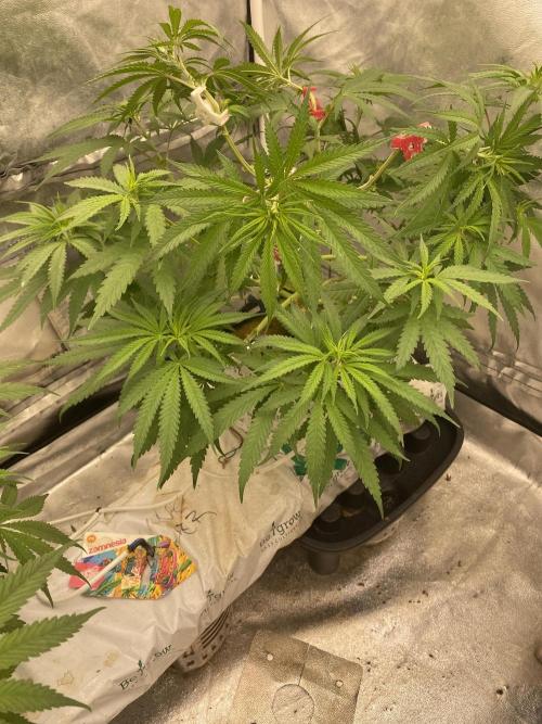 LA Kush Cake. Week 5