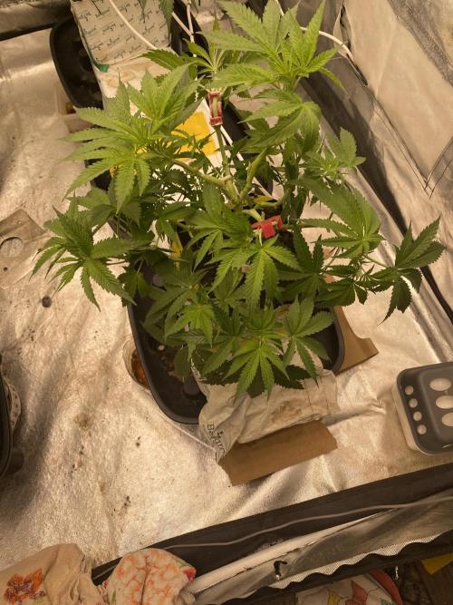 Super Boof by someone other. Week 5