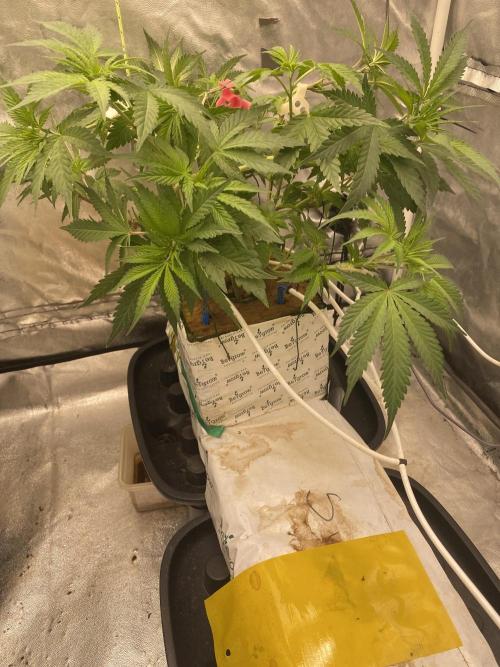 Super Boof by someone other. Week 5