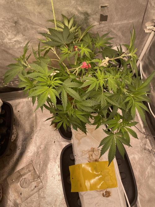 Super Boof. Week 5